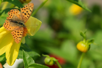 Obraz premium Allphotokz Butterflies 20091005 1064 5D