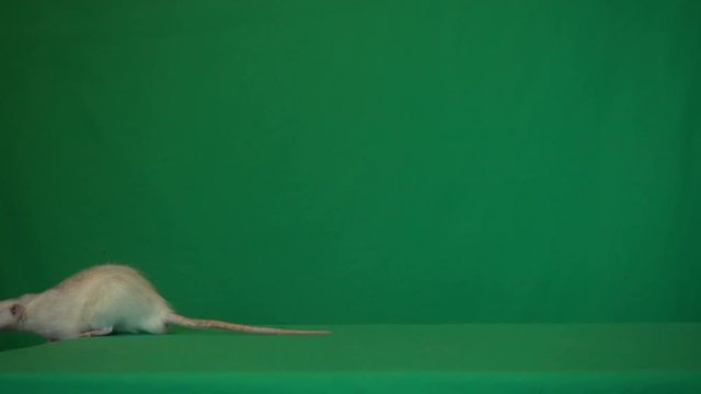 rat on a green background