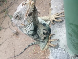 iguana on tree