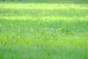In selective focus green grass field with sun light at the park in bright day 