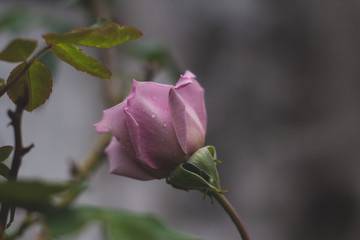 Rosa gotas de agua