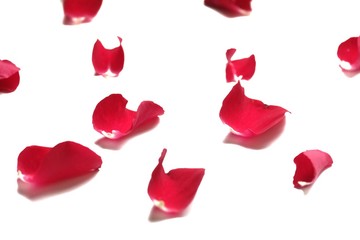 Blurred a pile of sweet red rose corollas on white isolated background