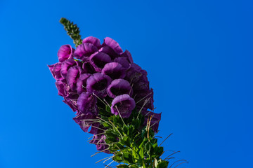 Digitalis Purpurea