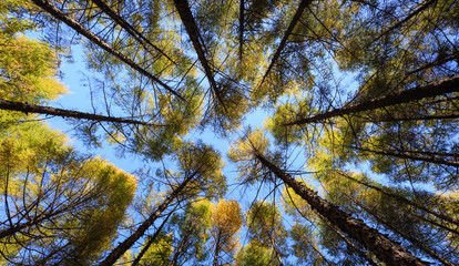 Bottom view of tall pine forest in sky