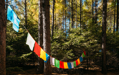 Colorful prayer flags hanging in forest trees day view