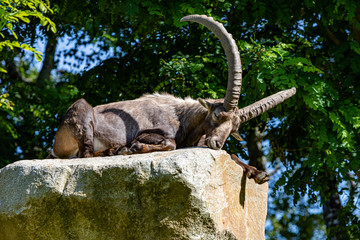 Ibex lying on a rock