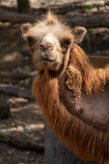  Bactrian camel