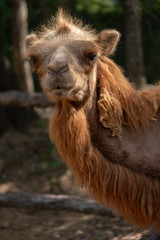 Obraz premium Bactrian camel