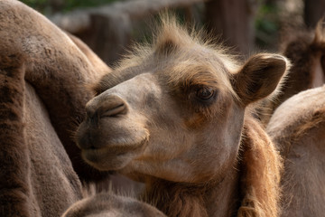 Fototapeta premium Bactrian camel