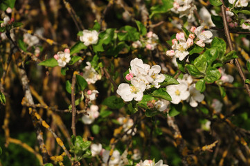 close-up of twig of an apple tree with white flowers and pink bud