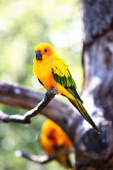 View of a parakeet Conure Soleil