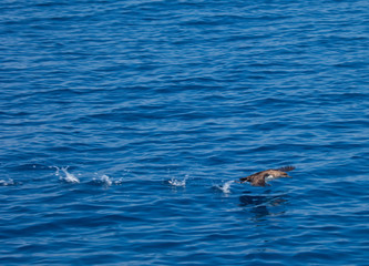 Fototapeta premium Pardela Cenicienta, Reserva Natural Islas Columbretes, Mar Mediterráneo, Castellón, Comunidad Valenciana, España