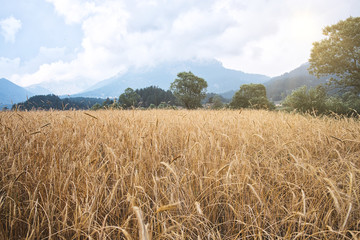 Wheat field. Ears of golden wheat close up. Background of ripening ears of meadow wheat field