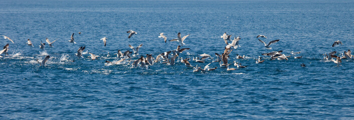 Gaviota de Audouiin y Gaviota patiamarilla,Reserva Natural Islas Columbretes, Mar Mediterráneo,...