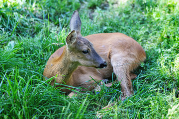 View of a fawn lying in the forest