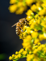 Die Sommer Biene ist bei der starken Hitze in den Blüten auf der Suche nach Blütenstaub