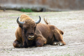The European bison (Bison bonasus), also known as wisent (/ˈviːzənt or the European wood bison lying on sand in zoo. © Karlos Lomsky