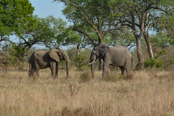 Fototapeta na wymiar Pair of Elephants in the Kruger National park