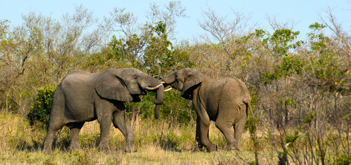 Obraz premium Angry male elephants sparring together