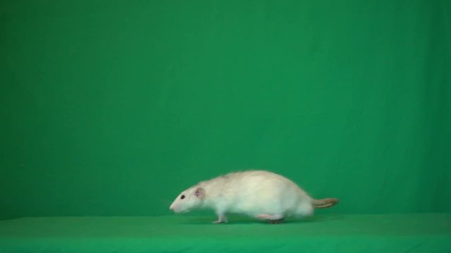 rat on a green background
