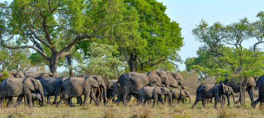 herd of elephants walking in Kruger Park, SouthAfrica