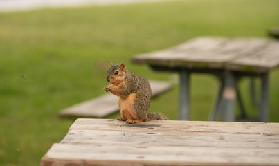 squirrel is holding his snack while watching you approach