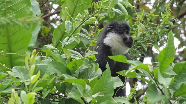 Chimpanzee in Rwanda