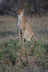 cheetah sitting up in the grass
