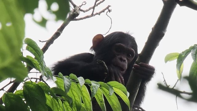 Chimpanzee in Rwanda