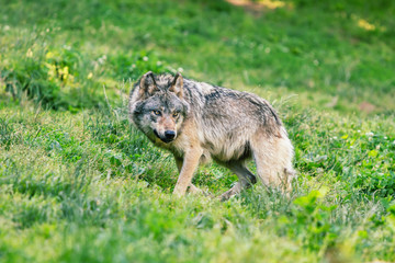 Portrait of a wolf in the nature