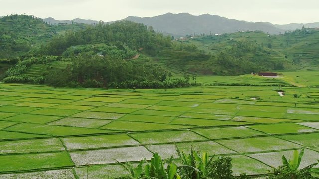 Rice fields in Rwanda