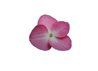 pink orchid isolated on white background