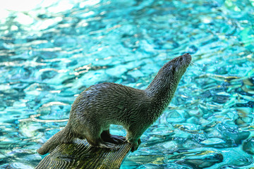 Portrait of an otter on a wooden board, in a river