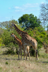 giraffe mother and baby in Serengeti national park Tanzania africa