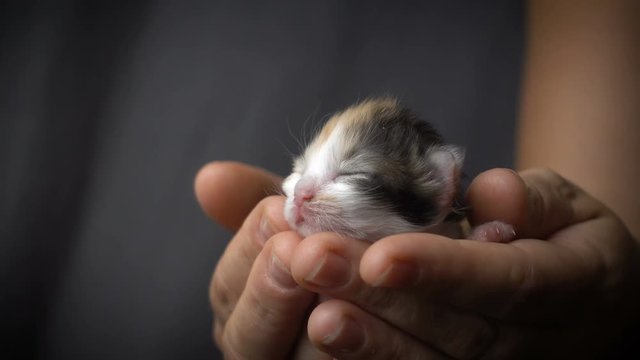 colorful kitten in woman hands