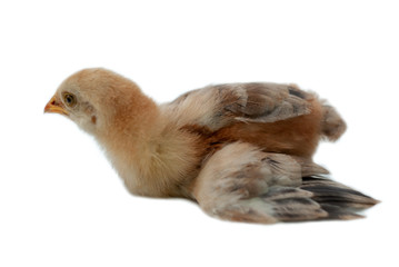  The little chicken is lying on its side. Isolated image.