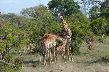 Naklejka na ściany i meble smSmall group of Giraffes in the Serengeti national park Tanzania