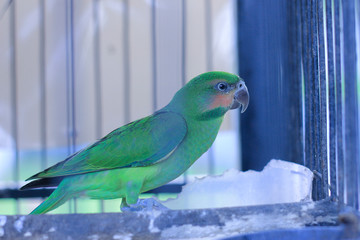 crooked parrots with colorful and green head colors on the body, typical Borneo