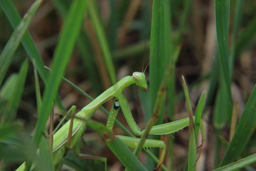 mantis in the grass