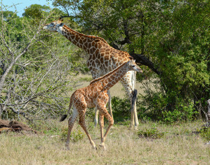 Naklejka na ściany i meble mother and baby giraffe in Africa