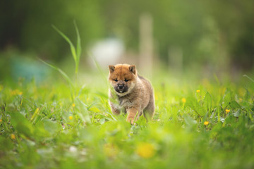 Cute red shiba inu puppy walking in the grass in summer