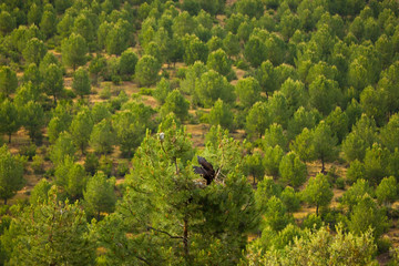 Spanish imperial eagle (Aquila adalberti)