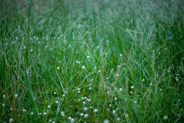 Close up grass flower on mountain in sunny day.