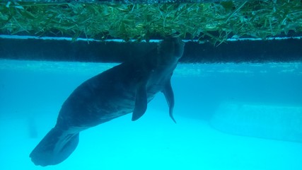 Obraz premium 水中のマナティー