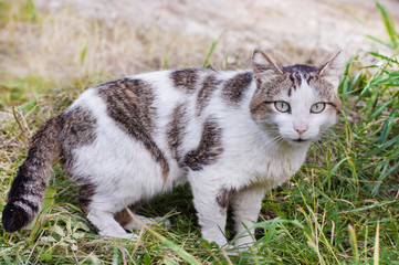White with tabby spots cat on grass background