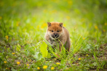 Cute red shiba inu puppy walking in the grass in summer