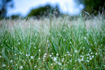 Close up grass flower on mountain in sunny day.