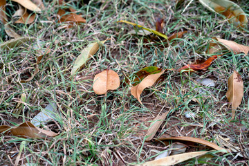 Dry leaves fall into the grass field