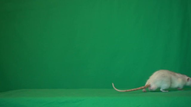 rat on a green background