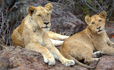 Obraz na płótnie Canvas Young lions sitting on rocks in Kenya